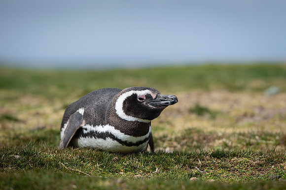 Magellanic penguin