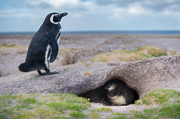 Magellanic penguin