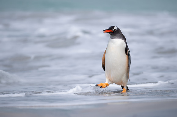Gentoo Penguin