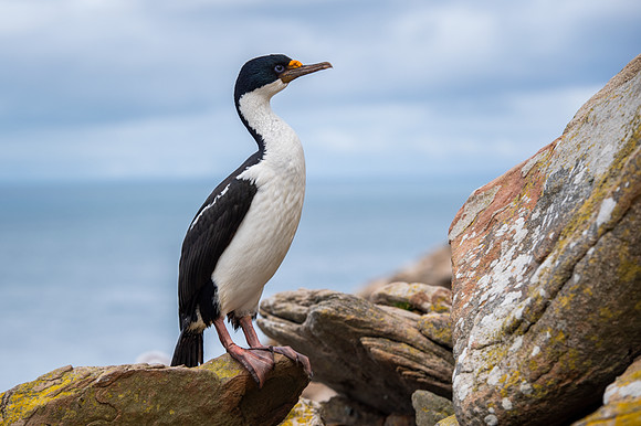 Imperial cormorant