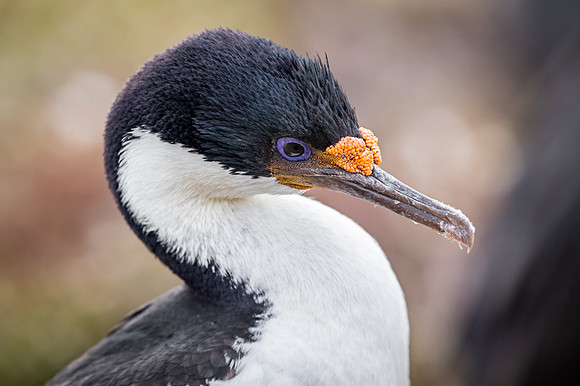 Imperial cormorant