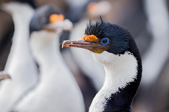 Imperial cormorant