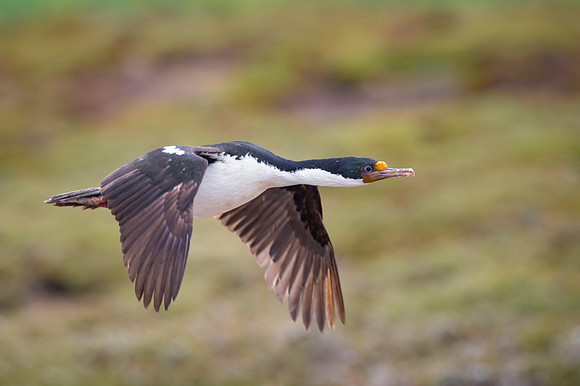 Imperial cormorant
