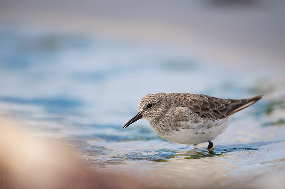 White-rumped Sandpiper