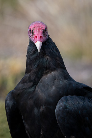 Turkey Vulture