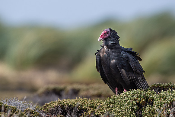 Turkey Vulture
