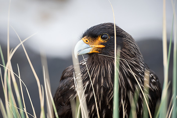 Striated caracara