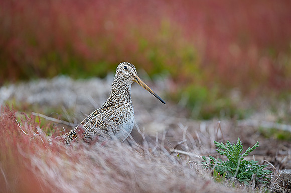 Snipe