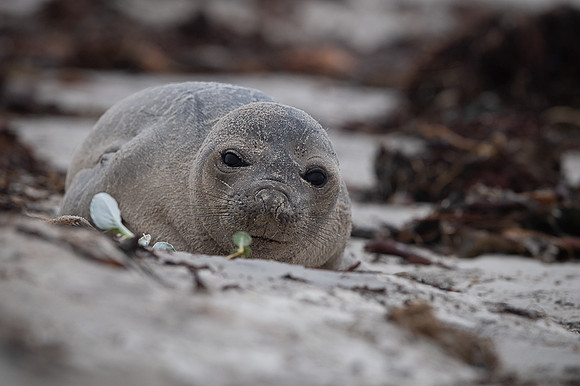 Seal