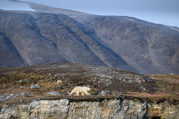 Polar bear