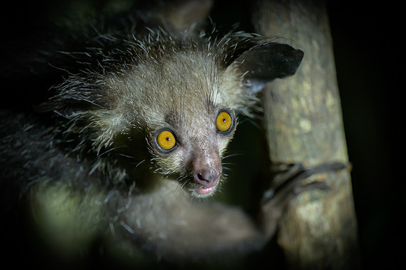 Aye-Aye