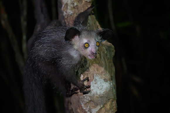 Aye-Aye