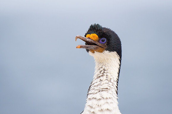 Imperial cormorant