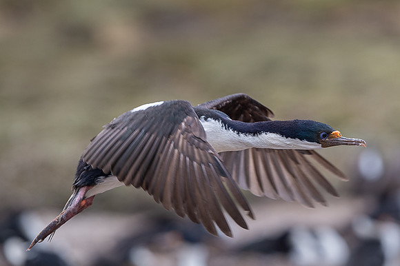 Imperial cormorant