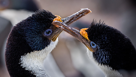 Imperial cormorant