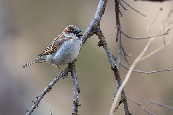 House sparrow / Wróbel