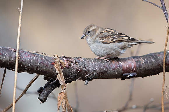 House sparrow / Wróbel