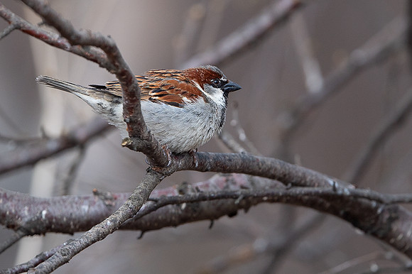 House sparrow / Wróbel
