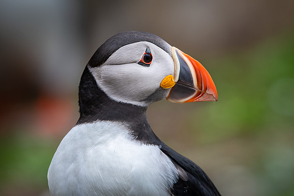Atlantic Puffin / Maskonur