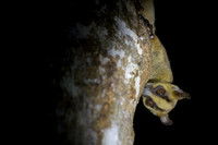 Pale fork-marked lemur