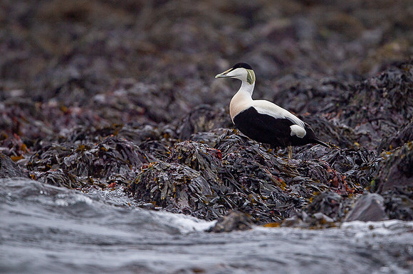 Common Eider / Edredon