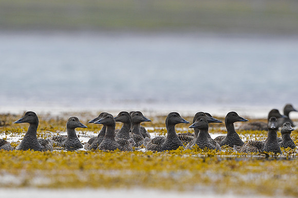 Common Eider / Edredon