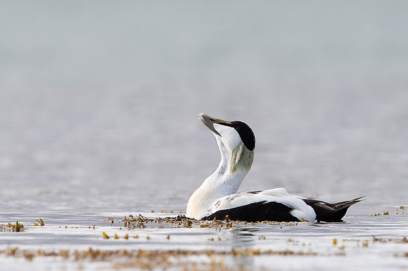 Common Eider / Edredon