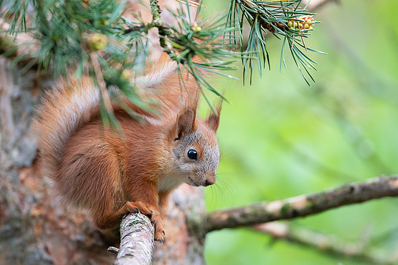 Sqirrel / Wiewiórka