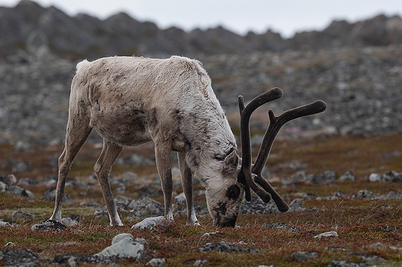 Reindeer / Renifer