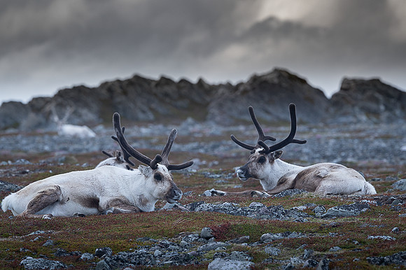Reindeer / Renifer