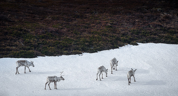 Reindeer / Renifer