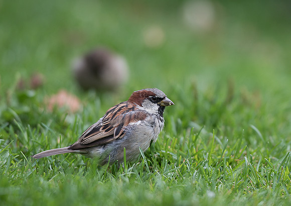 House sparrow / Wróbel