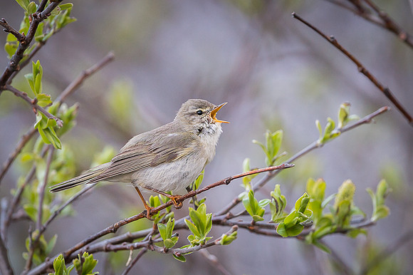 Willow warbler / Piecuszek
