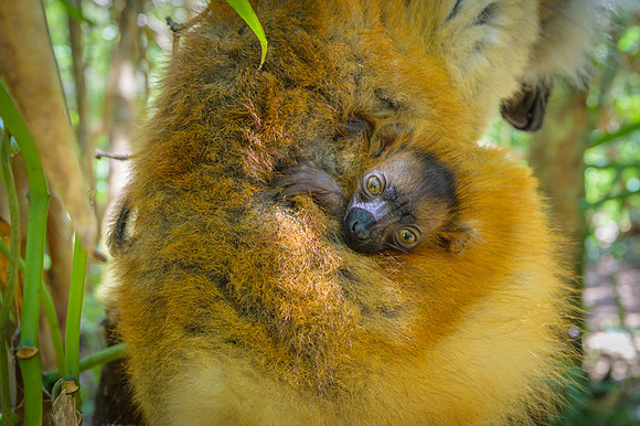Lemur Macaco