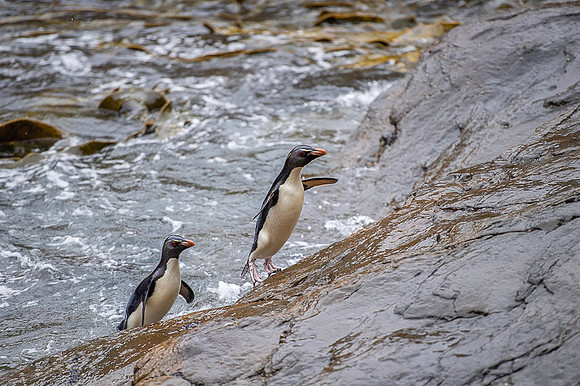 Southern rockhooper penguin