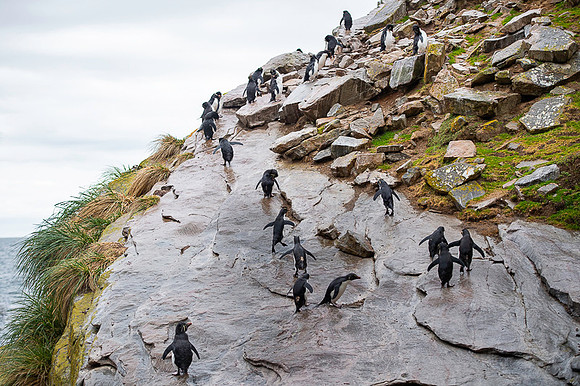 Southern rockhooper penguin