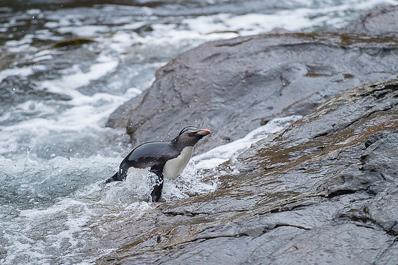 Southern rockhooper penguin
