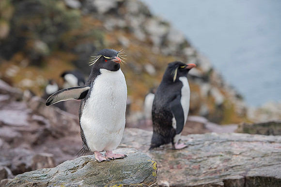 Southern rockhooper penguin