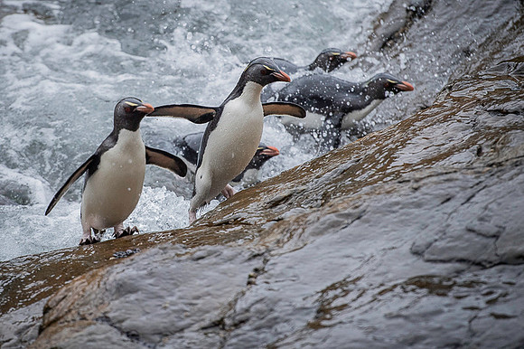 Southern rockhooper penguin