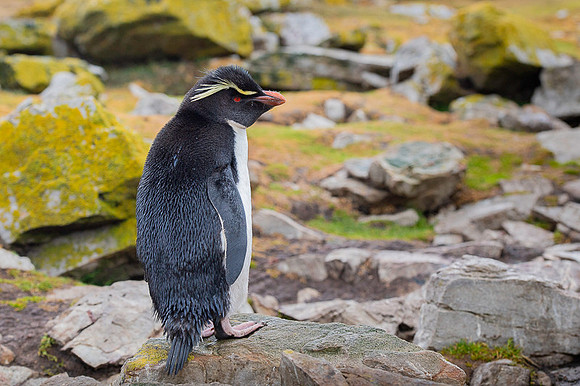 Southern rockhooper penguin