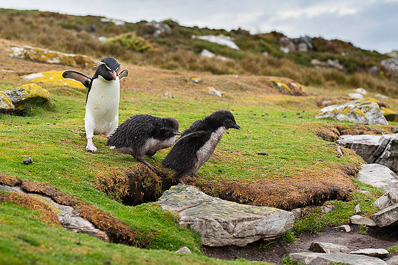Southern rockhooper penguin