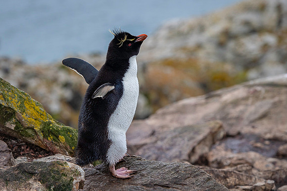 Southern rockhooper penguin
