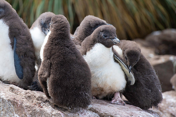 Southern rockhooper penguin