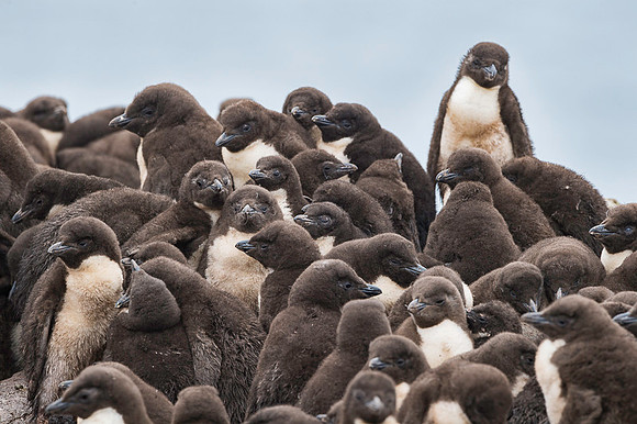 Southern rockhooper penguin