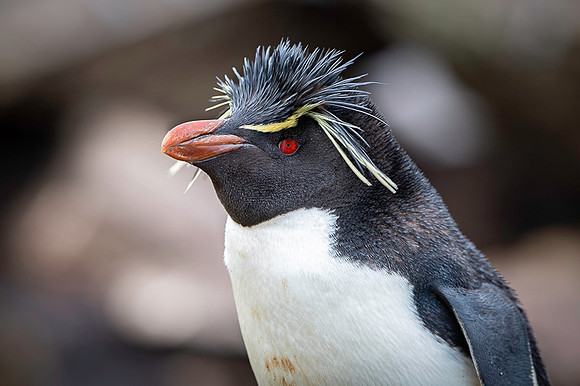 Southern rockhooper penguin