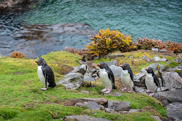 Southern rockhooper penguin