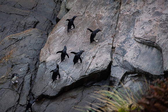 Southern rockhooper penguin
