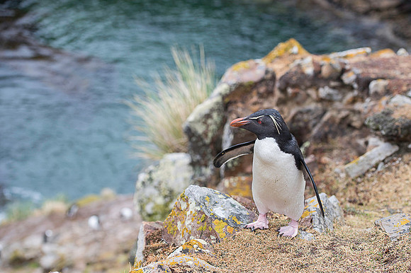 Southern rockhooper penguin