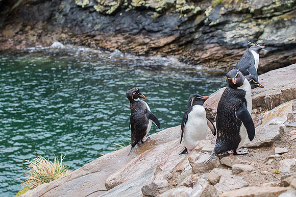 Southern rockhooper penguin