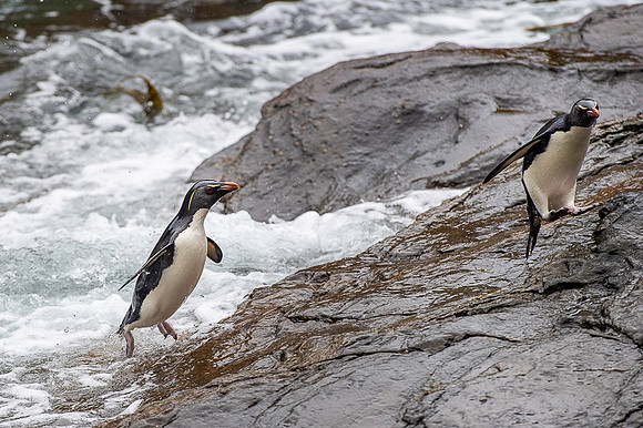Southern rockhooper penguin
